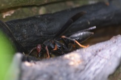 Polistes erythrocephalus