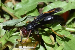 Polistes erythrocephalus