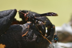 Polistes erythrocephalus