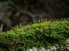 Hypnum cupressiforme