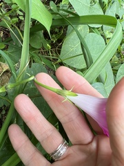 Ipomoea purpurea