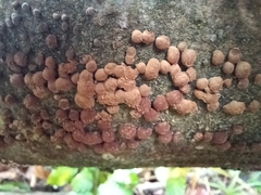 Hypoxylon fragiforme