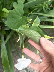 Ipomoea purpurea