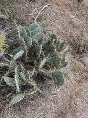 Opuntia dulcis