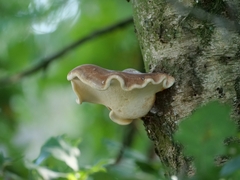 Fomitopsis betulina