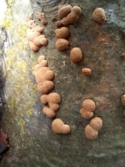 Hypoxylon fragiforme