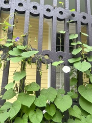 Ipomoea purpurea
