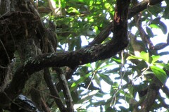 Lepidocolaptes affinis