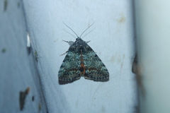 Catocala connubialis