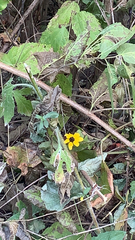 Sanvitalia procumbens