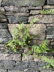 Woodsia