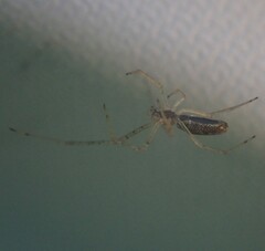 Tetragnatha extensa