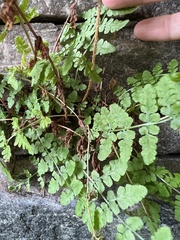 Woodsia
