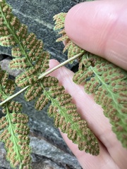 Woodsia