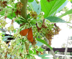 Eudulophasia invaria