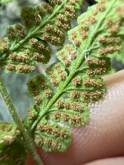Woodsia