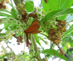 Eudulophasia invaria