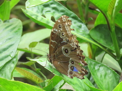 Morpho