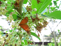 Eudulophasia invaria
