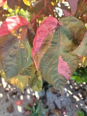 Acalypha