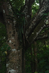 Ceiba