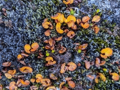 Salix herbacea