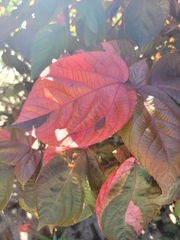 Acalypha