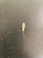 Chrysopa quadripunctata