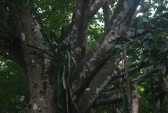 Ceiba