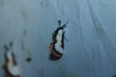 Eudryas unio