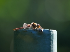 Sympetrum striolatum