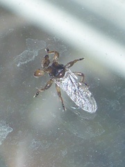 Hippoboscidae