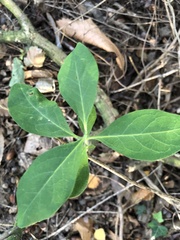 Lonicera periclymenum