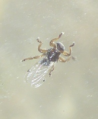 Hippoboscidae
