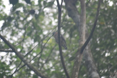 Harpagus bidentatus