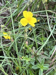 Helianthemum