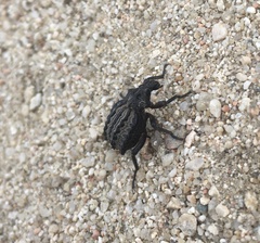 Brachycerus