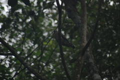 Harpagus bidentatus