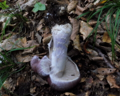 Cortinarius praestans