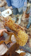 Saccorhiza polyschides