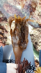 Saccorhiza polyschides