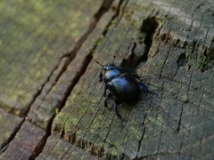 Anoplotrupes stercorosus