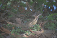 Basiliscus basiliscus