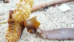 Saccorhiza polyschides