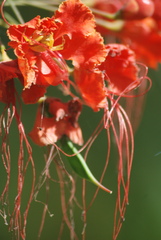 Caesalpinia