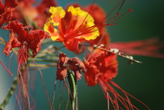 Caesalpinia