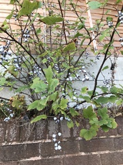 Ribes sanguineum