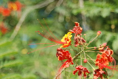 Caesalpinia