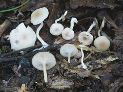 Clitocybe americana