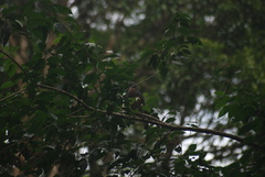 Harpagus bidentatus